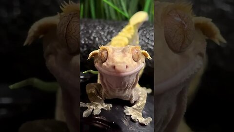Smiling gecko 🦎😄