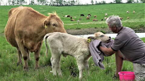 Trusting mother cow allows calf with disability to be given a sponge bath