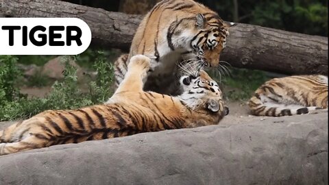 #kolinsky • Tigers Cuddling While Lying on a Rock