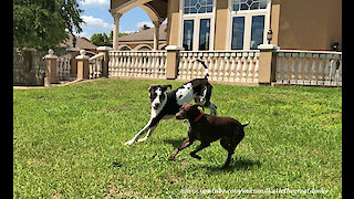 Great Danes Have Fun Playing Ball With German Short Haired Pointer GSP