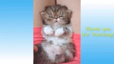 😎😍 Cute Cats and Funny Dogs Videos Compilation 2021 😍😎