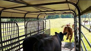 Moving Cows to Greener Grass