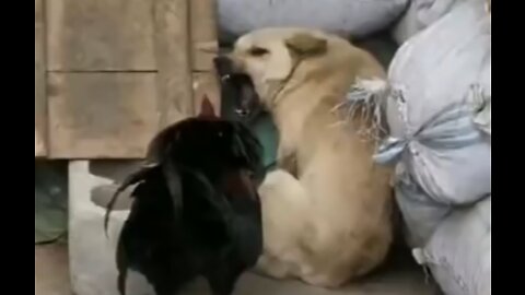 Chicken🐔 vs dog 🐕 funny dog fight scene
