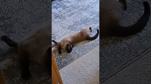 silly siamese stretching #viral #cat