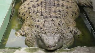 This family lives with a 200kg crocodile
