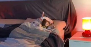 Dog clings to stuffed bear while sleeping