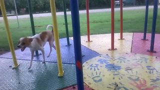 Chihuahua Loves The Merry Go Round | Funny Dog Park Videos