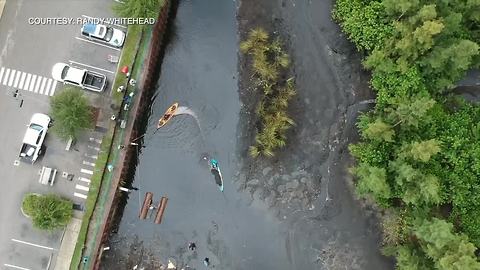 Fishermen saving Dozens of Tarpon before pond is drained and leveled