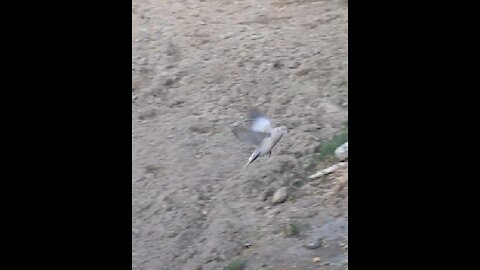 Two doves playing with each other without noticing camera