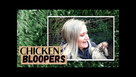 Chicken Bloopers | Pet Chickens | Chicken Content | Funny Chickens
