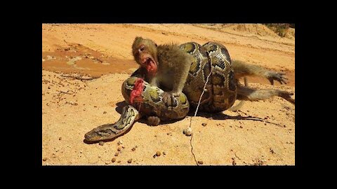 A huge snake pounces on and twists a monkey. Absolutely amazing