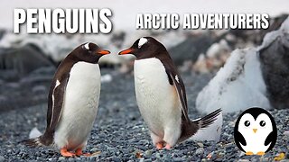 Penguins : Adorable Arctic Adventurers #education #world #nature #penguin