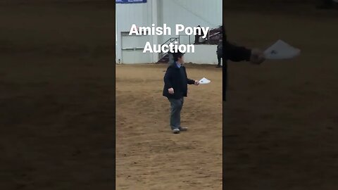 Amish Boys Driving School Pony