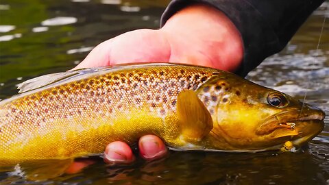 UNBELIEVABLE Creek TROUT FISHING In Patagonia Chile!