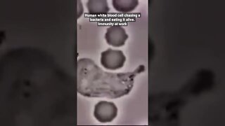 Human white blood cell chasing a bacteria and eating it alive. Immunity at work