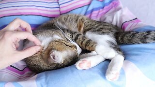 Sleepy Cat Moves His Toe Beans
