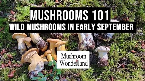 Wild Mushrooms in Early September- Wild Mushrooms 101