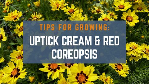 3 Easy Tips for Growing Uptick Cream and Red Coreopsis