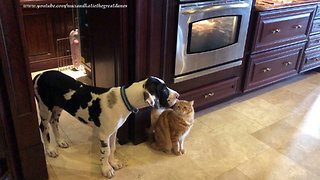 Great Dane and Cat Watch Funny Family Decorate a Cake