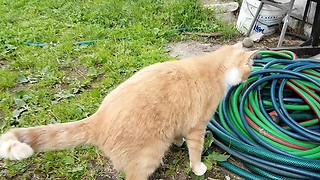 Funny, cat thinks that garden hose is a snake