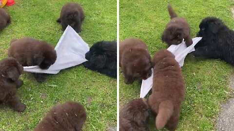 Newfoundland Puppies Adorably Play Game Of Tug-of-war