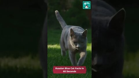Russian Blue Cat - 60 Seconds Fact - Russian Blue Cats Trivia: Fun Facts & Myths