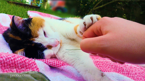 Cute cat repeatedly pushes owner's hand away