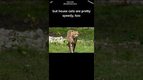 Cheetahs