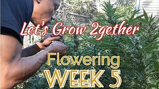 Lets Grow 2gether : Flowering Week 5 - Last of the Nutrients for the Season