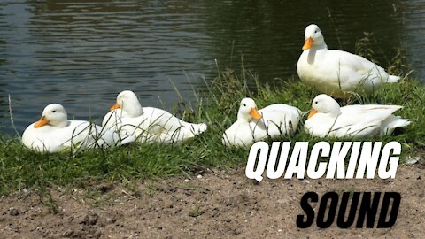 Duck Sound Effects and Calls | Quacking Sound Effects | Kingdom Of Awais