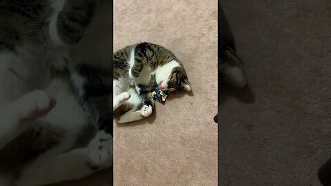 Cute Cat Playing with Catnip Toy #catnip