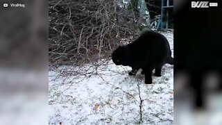 Rædselsslagen kat oplever sne for første gang