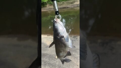 First fish of the day! 7lbs Blue Catfish #fishing #outdoors #nature