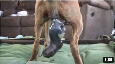 Dog Has Amazing Birth While Standing!!