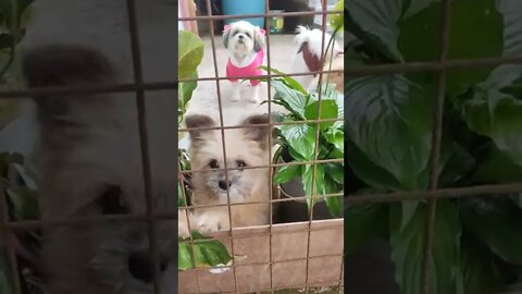 Saying hi to our neighbor puppies ❤️ #socute #puppies #fyp #puppycompilation #puppylove #puppylife