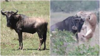 Gnu affronta due leonesse e si salva