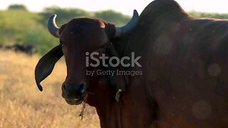 Brahmas Cow: The Sacred Breed with a Gentle Nature
