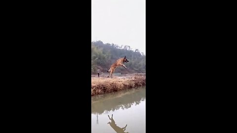 Police dog jumping over 20 feet river