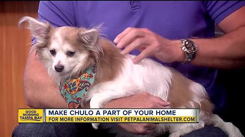 Pet of the week: Chulo the Chihuahua loves cuddles and hanging out with dogs his own size