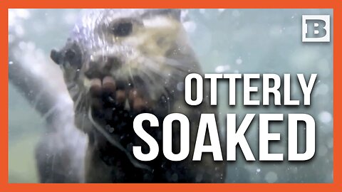 Melbourne Zoo Otters Make a Splash with Water Hose Fun