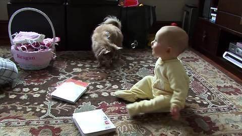 Baby and Chihuahua play with bubbles for the first time