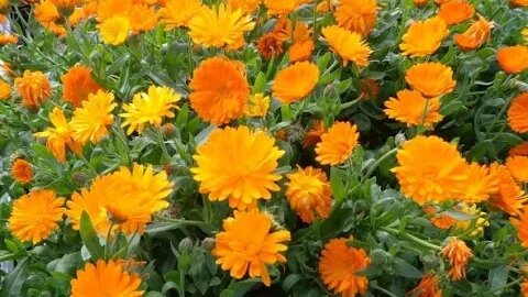 Making Calendula Salve