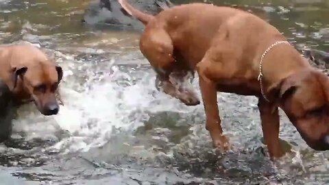 Rhodesian Ridgeback Overcomes Hate of Water To Gather Her Pack