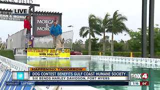 Hogs and Air Dogs show benefits Gulf Coast Humane Society