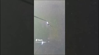 Catfish underwater footage