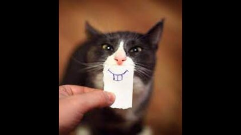 😹Funniest cats 😹..😂😂😂😂 Don't try to hold back Laughter