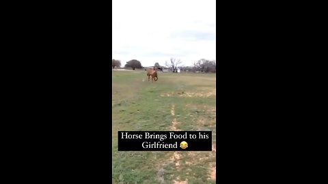 Funny animals Videos