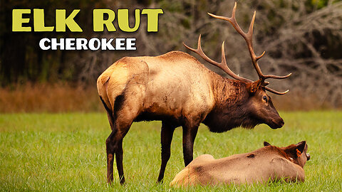 Photographing elk during the autumn rut in the Great Smokies!