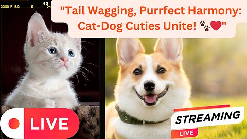 Purr-fect Love Story: When Cat Meets Dog in an Adorable Furry Tale! 🐱❤️🐶