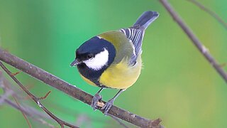 Great Tits Having a Snack, or Two, or Three on a Branch